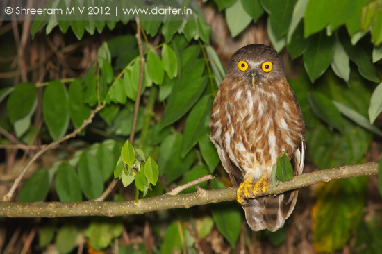 Andaman Hawk Owl (Ninox affinis) - Chidiya Tapu, South Andaman