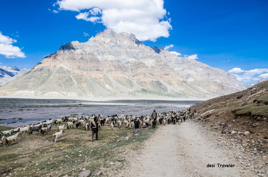 sheep in spiti valley