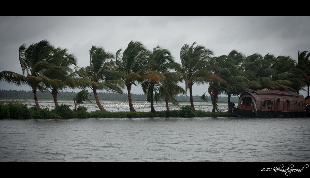 coconut trees in monsoon 