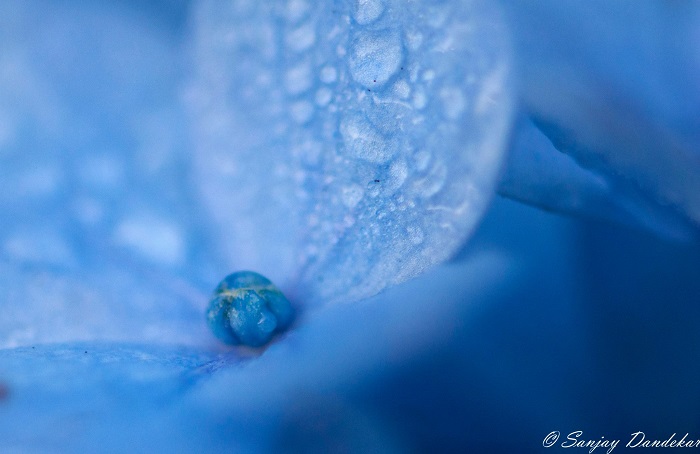 Blue Perl - Just loved the color of this flower and the due drops. Pic by Sanjay Dandekar