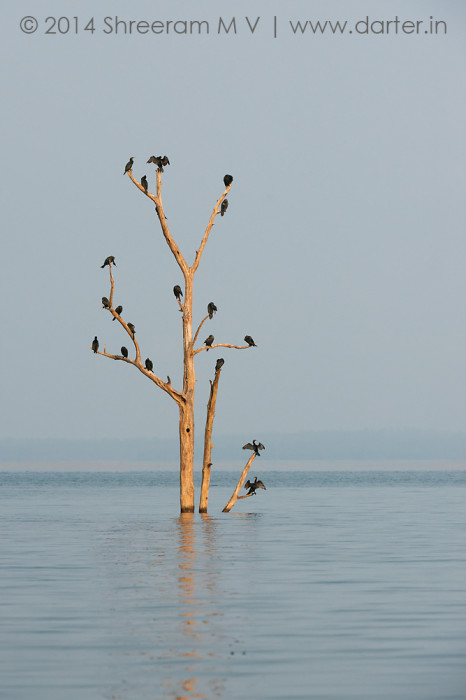Photo of the Day - Tree of Cormorants