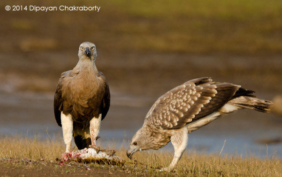 Eagle Eye (Grey-headed Fish Eagle adult and juvenile) - Photographed by Dipayan Chakraborty