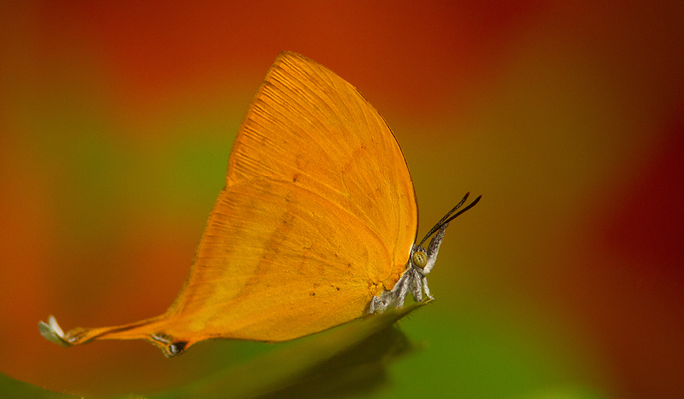 Andaman-Butterfly