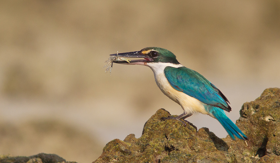 Collared-Kingfisher-Andaman