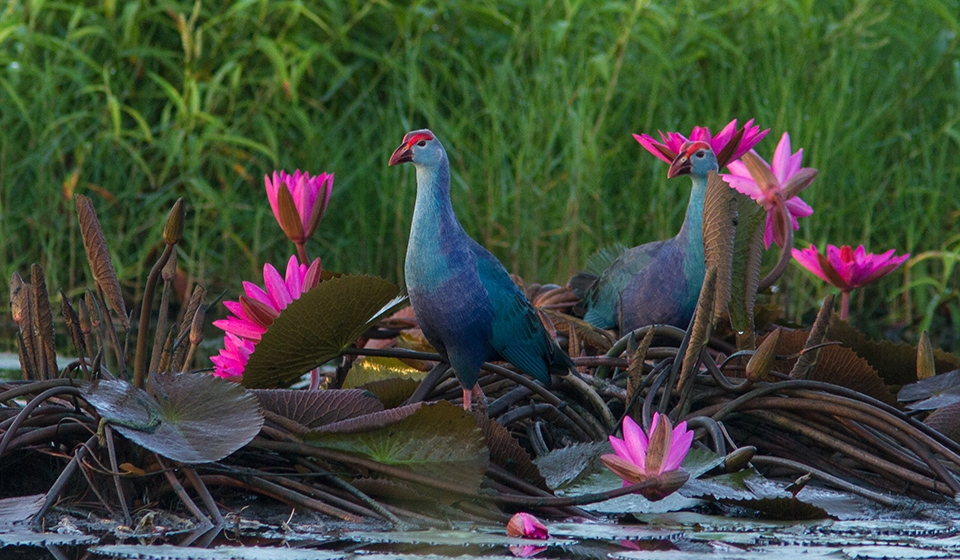Purple-Swamphen-Andaman