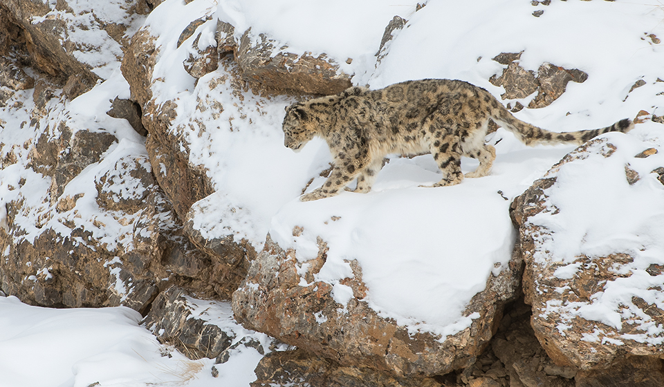 Snow-Leopard-3