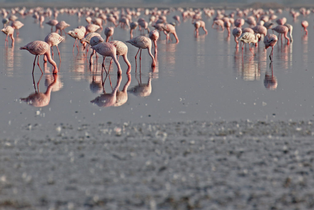 Greater and Lesser Flamingoes (Phoenicopterus roseus and Phoenicoparrus minor respectively)