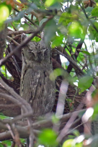 Pallid Scops Owl (Otus brucei)
