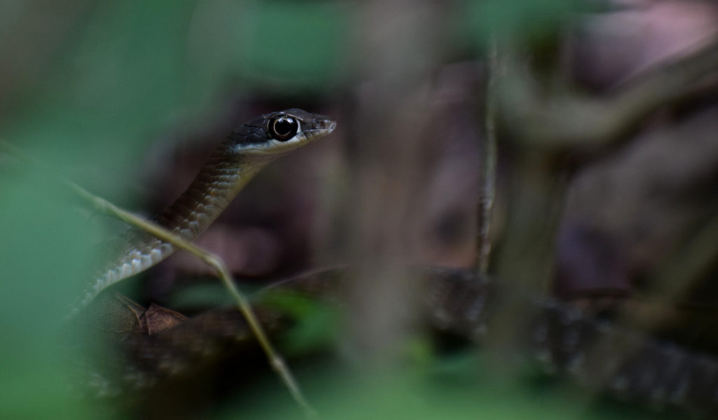 Eyes too big for me - Bronzeback Tree Snake