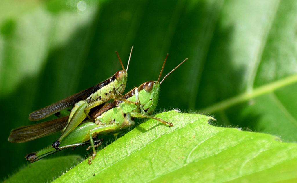 When love blossoms - Grasshopper