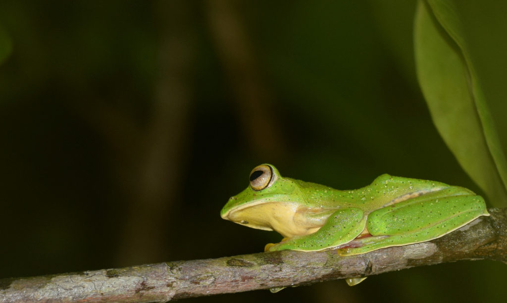 Greener than green - Malabar Gliding Frog