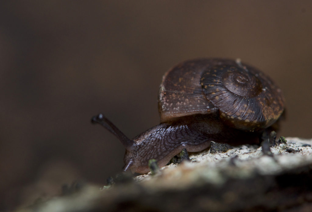 Move on - Snail