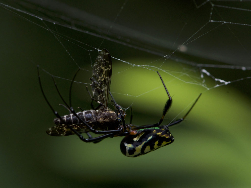 Now that's what I call a treat - Spider With Prey