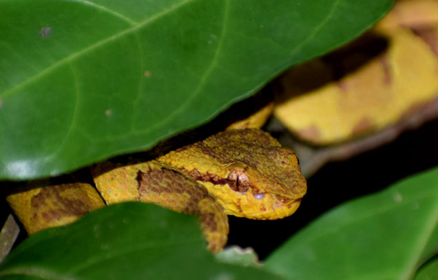 Go away human, let me sleep - Malabar Pit Viper (yellow morph)