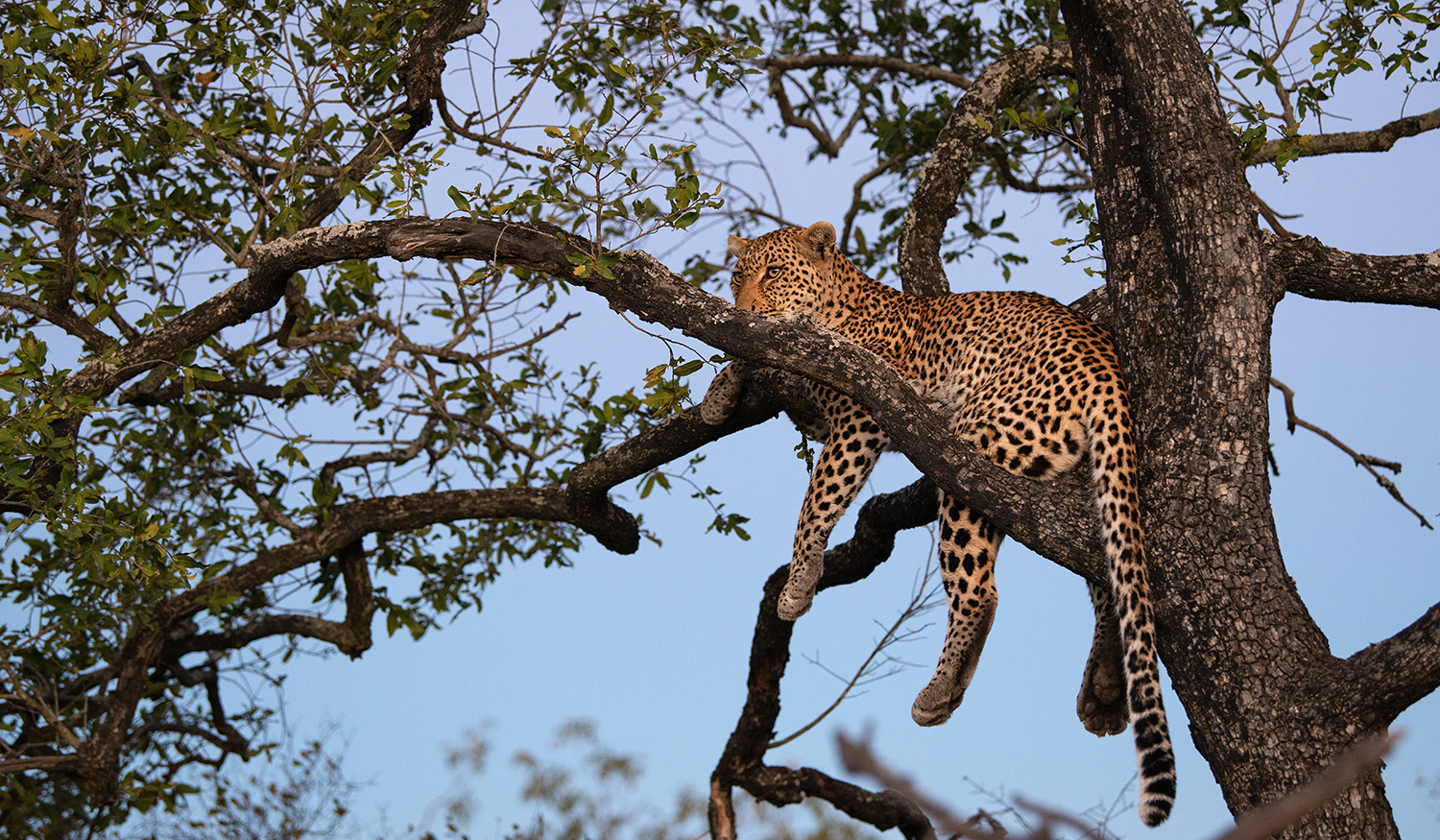 wildlife photography tours africa