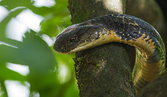 King Cobra in Agumbe