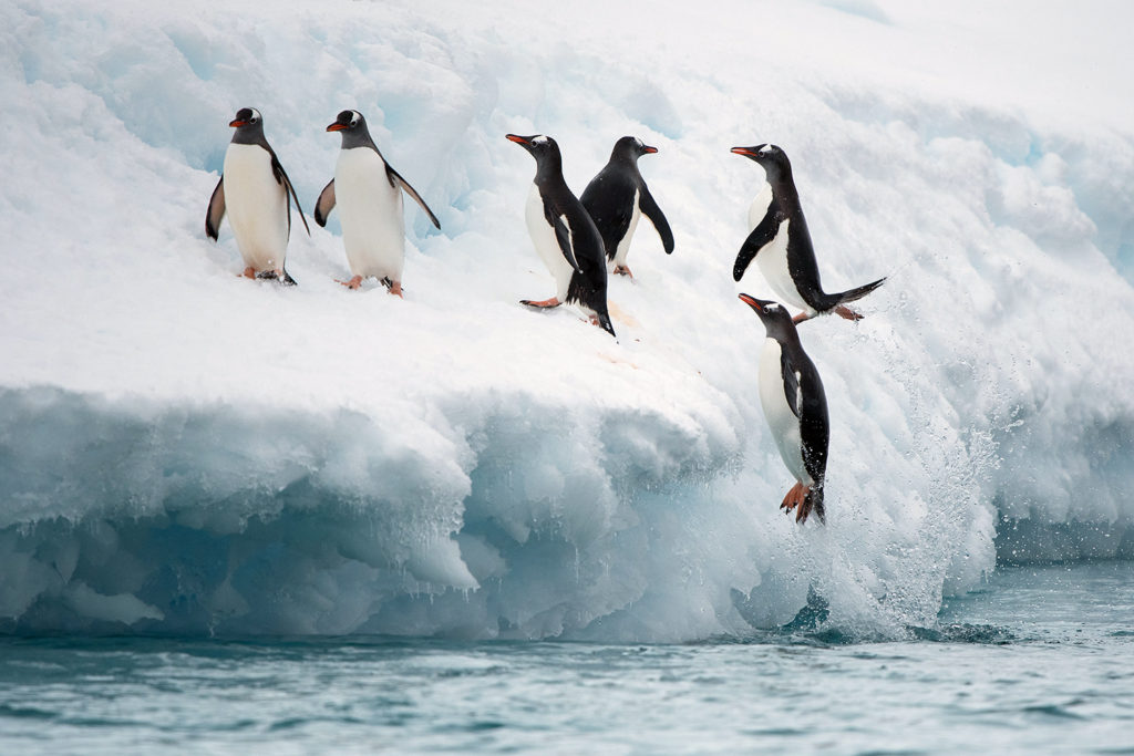 Penguin Antarctica X