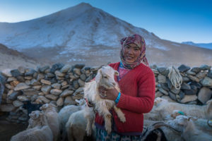 changpa nomads and sheep