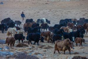 changpa man herding yaks
