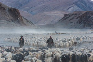 Changpa Nomad Shephers