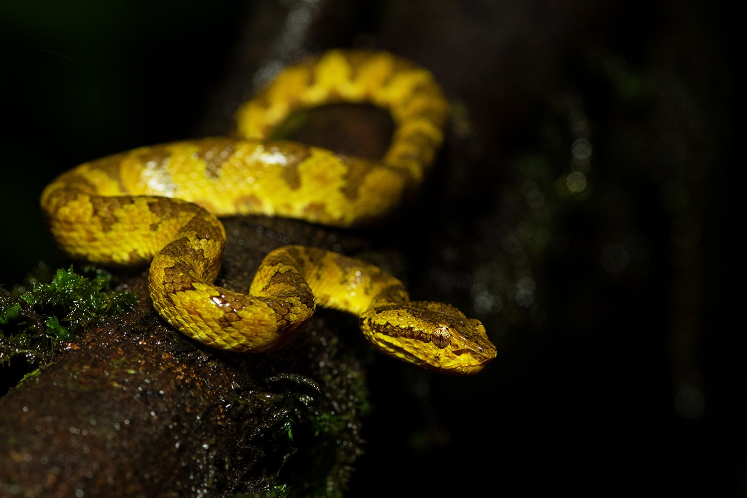 Rainforest Photography – How far were you?