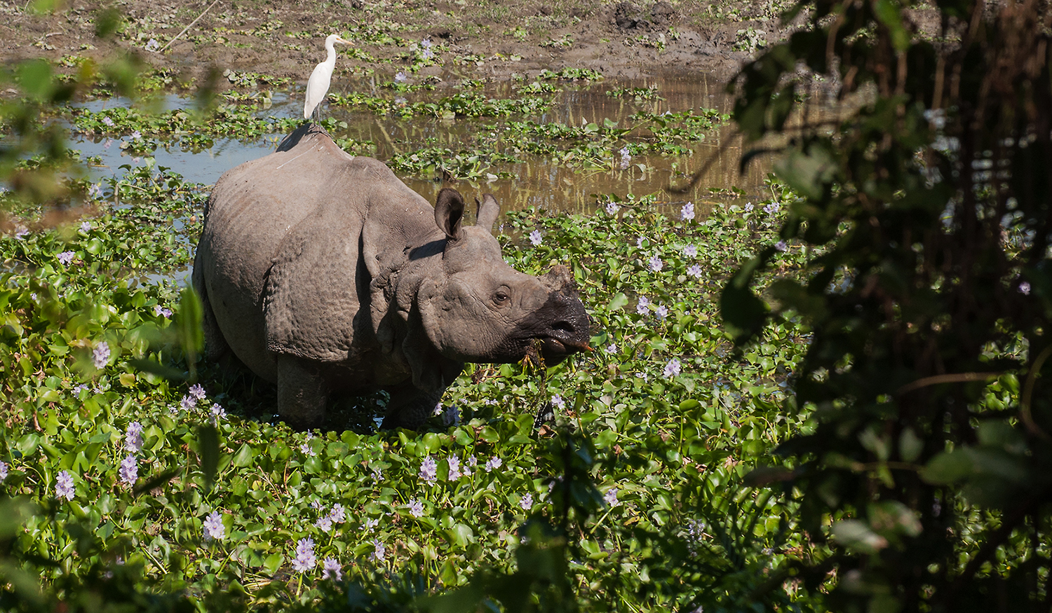 Kaziranga-1