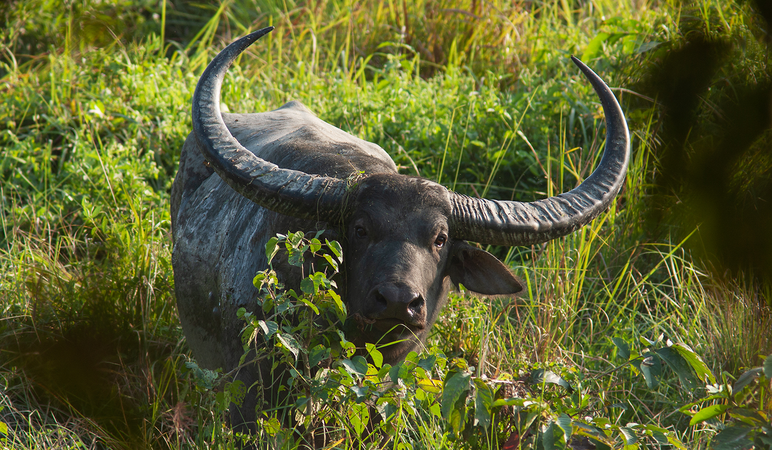 Kaziranga-2