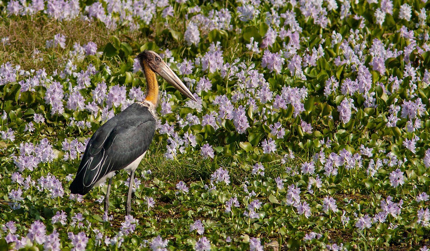 Kaziranga-4