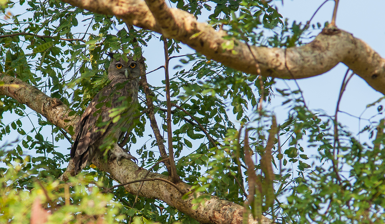 Kaziranga-5