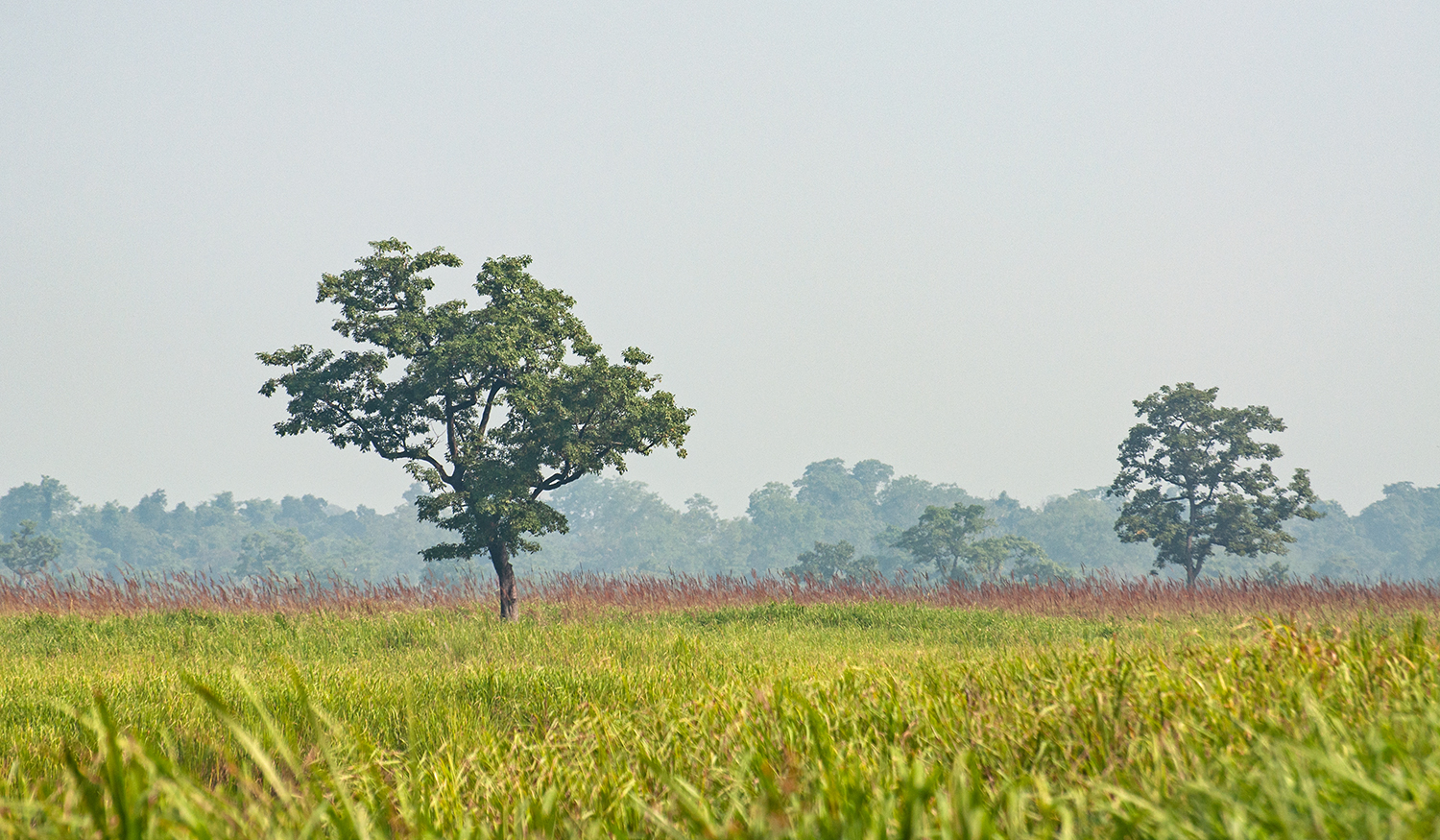 Kaziranga-6