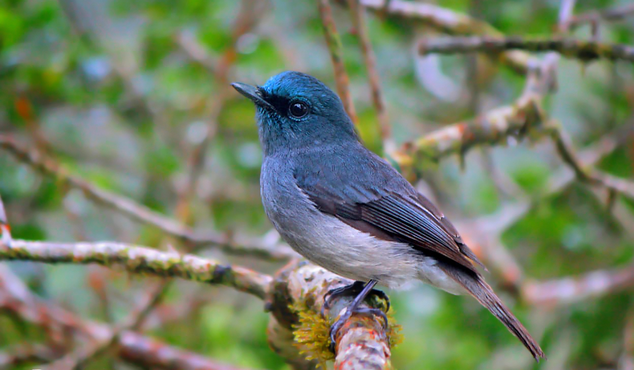 Dusky-Blue-Flycatcher