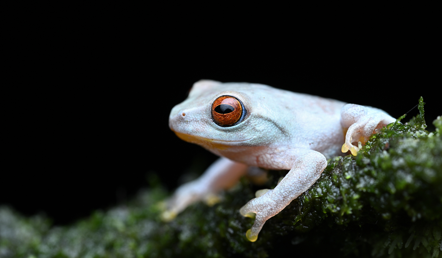 Pseudophilautus-asankai-SMV_3374