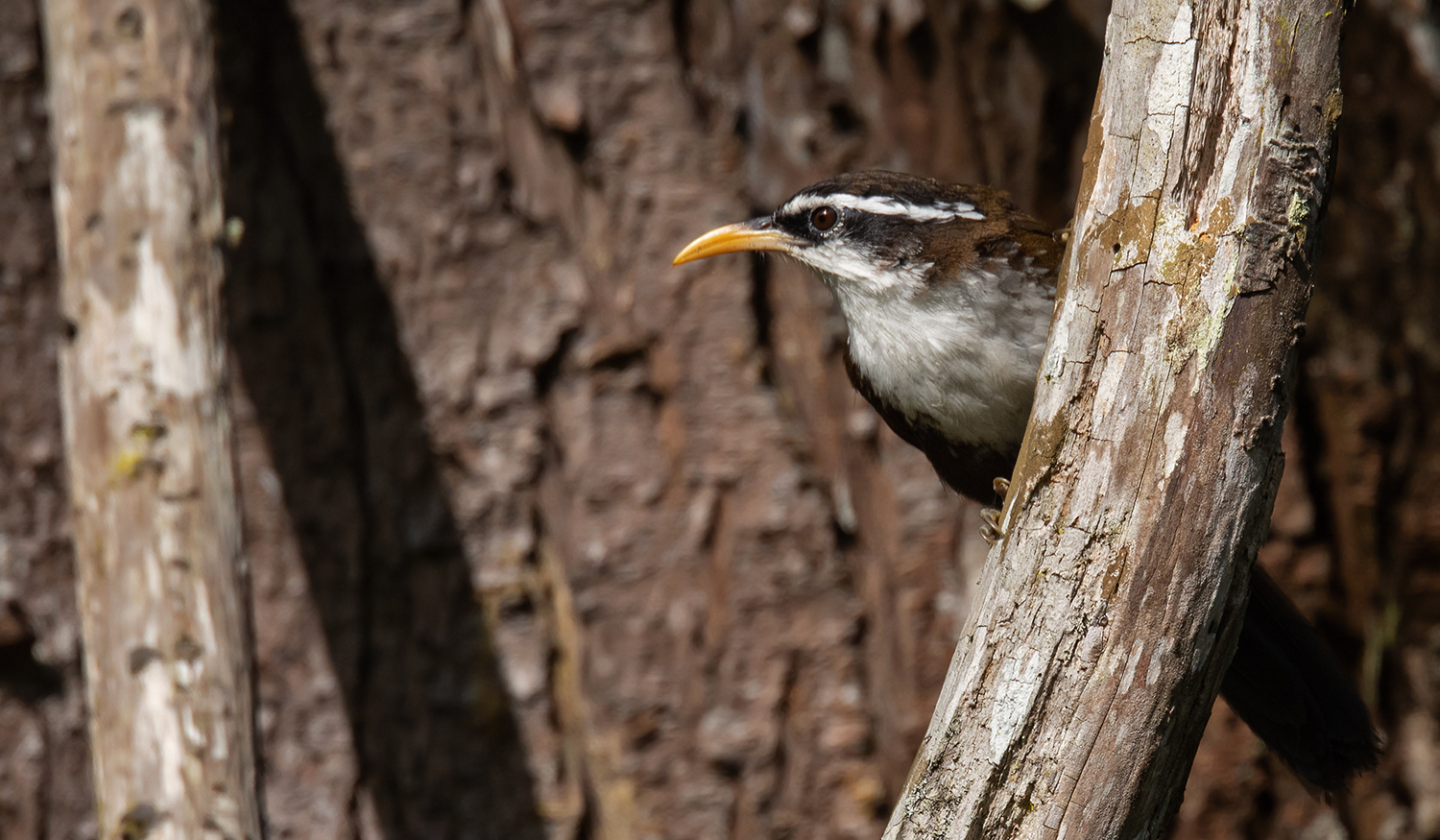 Sri-Lanka-Scimitar-Babbler