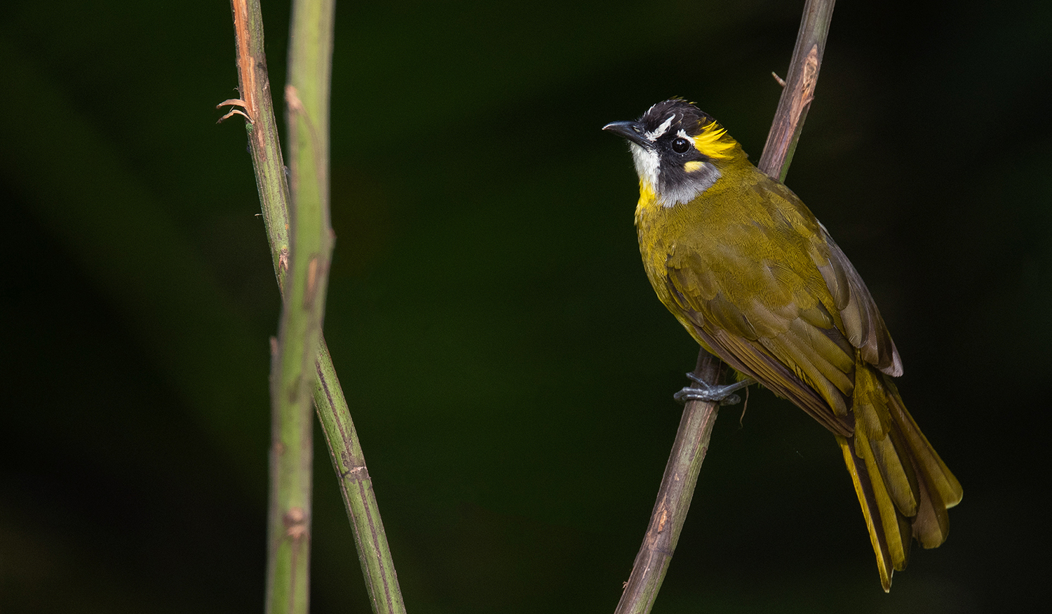 Yellow-eared-Bulbul