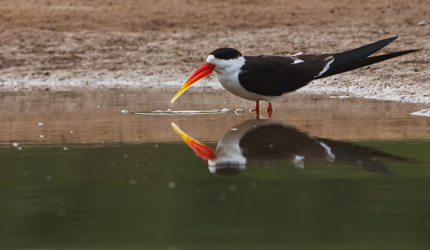 Bharatpur_2