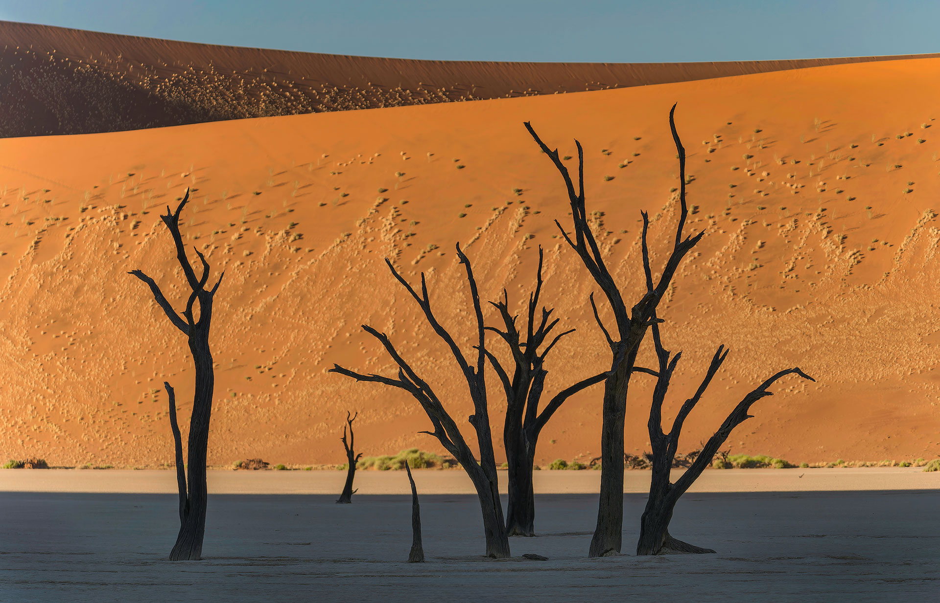 Namib Desert Dead Tree Landscape Namibia Phot Tour  Landscape, Culture and Wildlife Photography trip