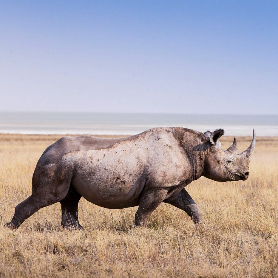 Namibia Etosha Rhino, in Namibia Phot Tour  Landscape, Culture and Wildlife Photography trip