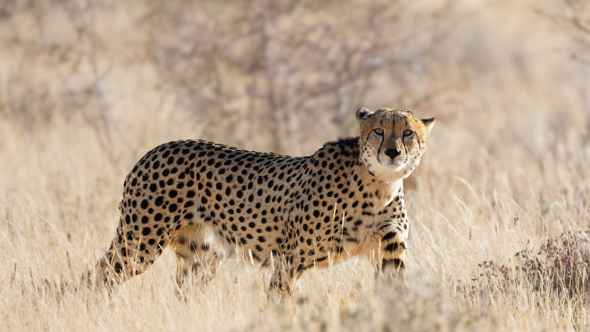 Namibian Wildlife Cheetah . Namibia Phot Tour  Landscape, Culture and Wildlife Photography trip