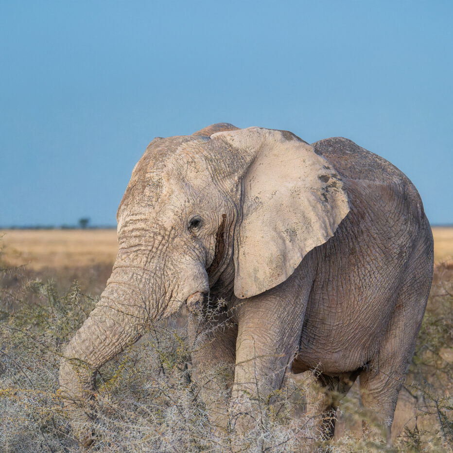 Elephant in Namibia Phot Tour  Landscape, Culture and Wildlife Photography trip