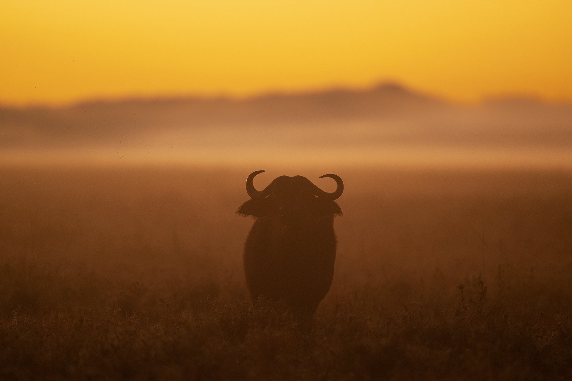 Masai Mara – Silhouette Wonderland