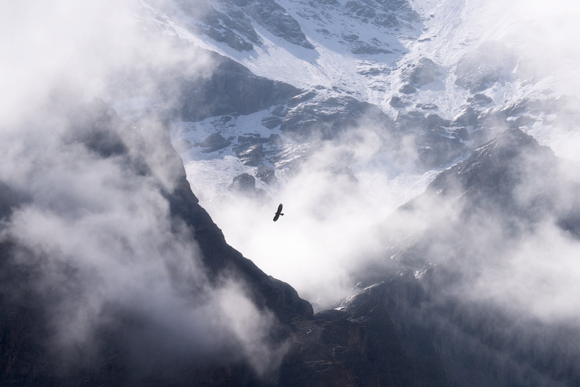 Golden-Eagle-Kyrgyzstan