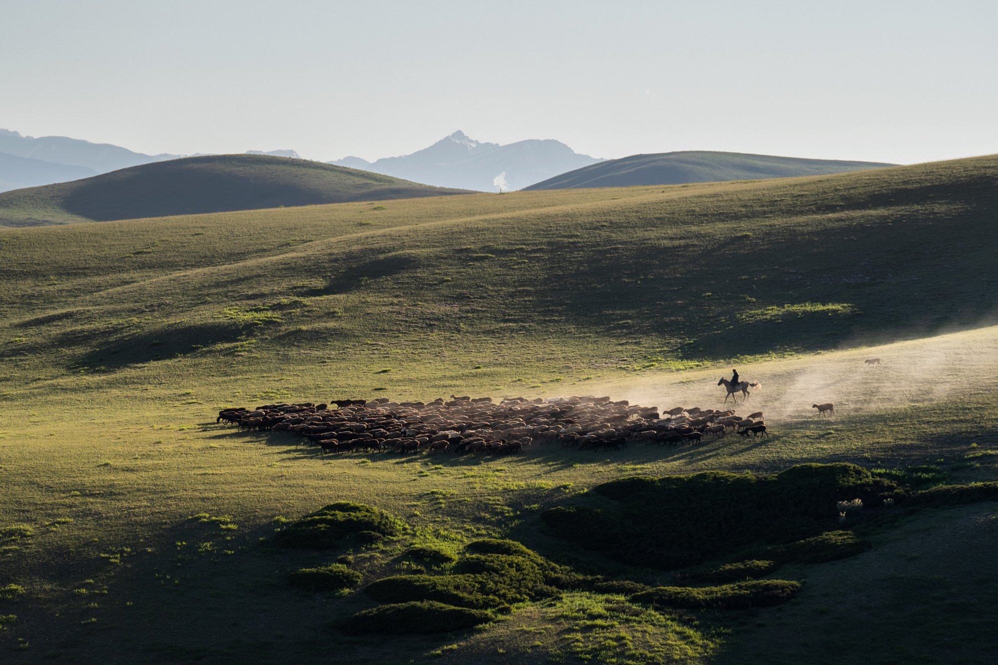 Kyrgyzstan-Shephard-at-Sunset