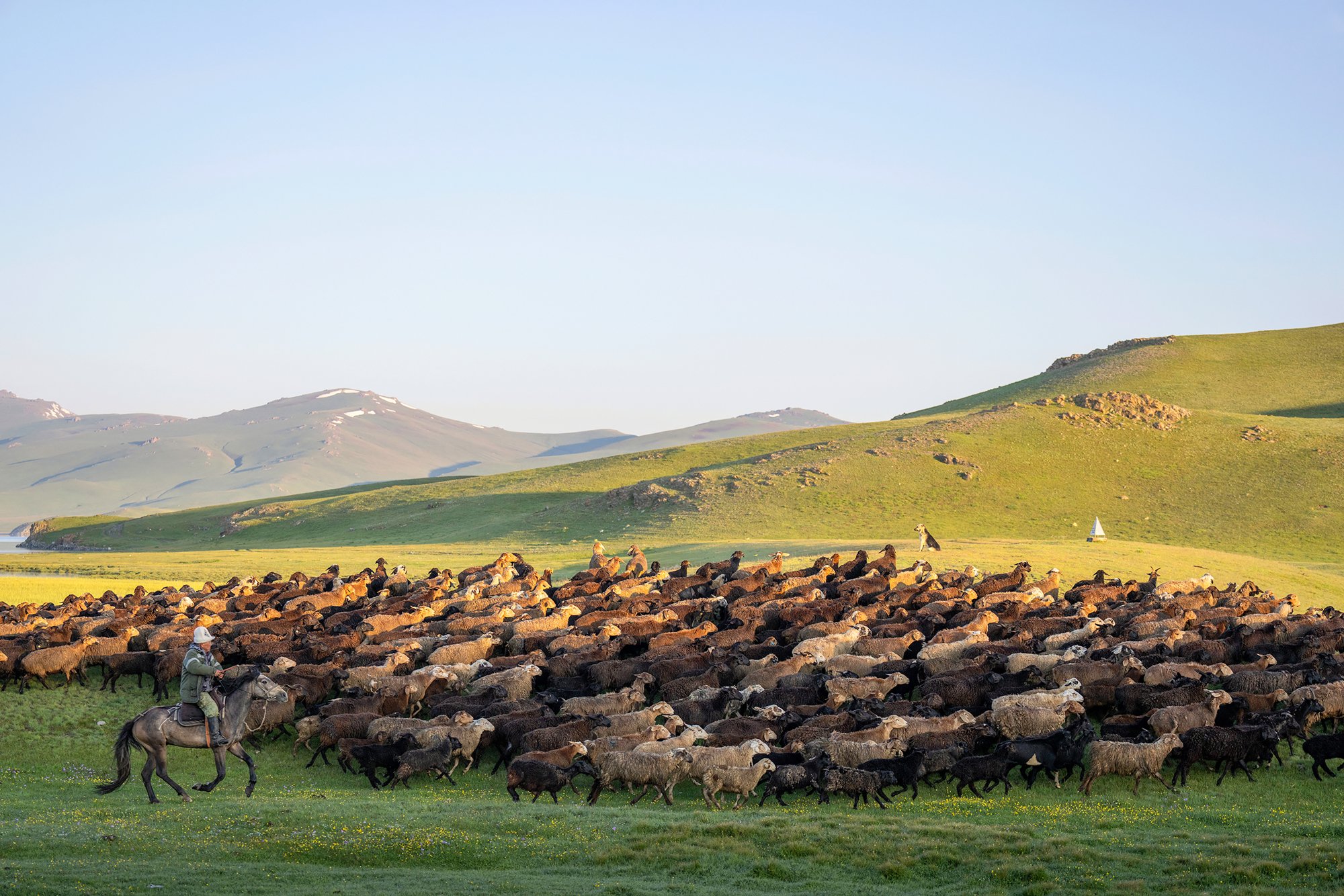 Kyrgyzstan-Shephards