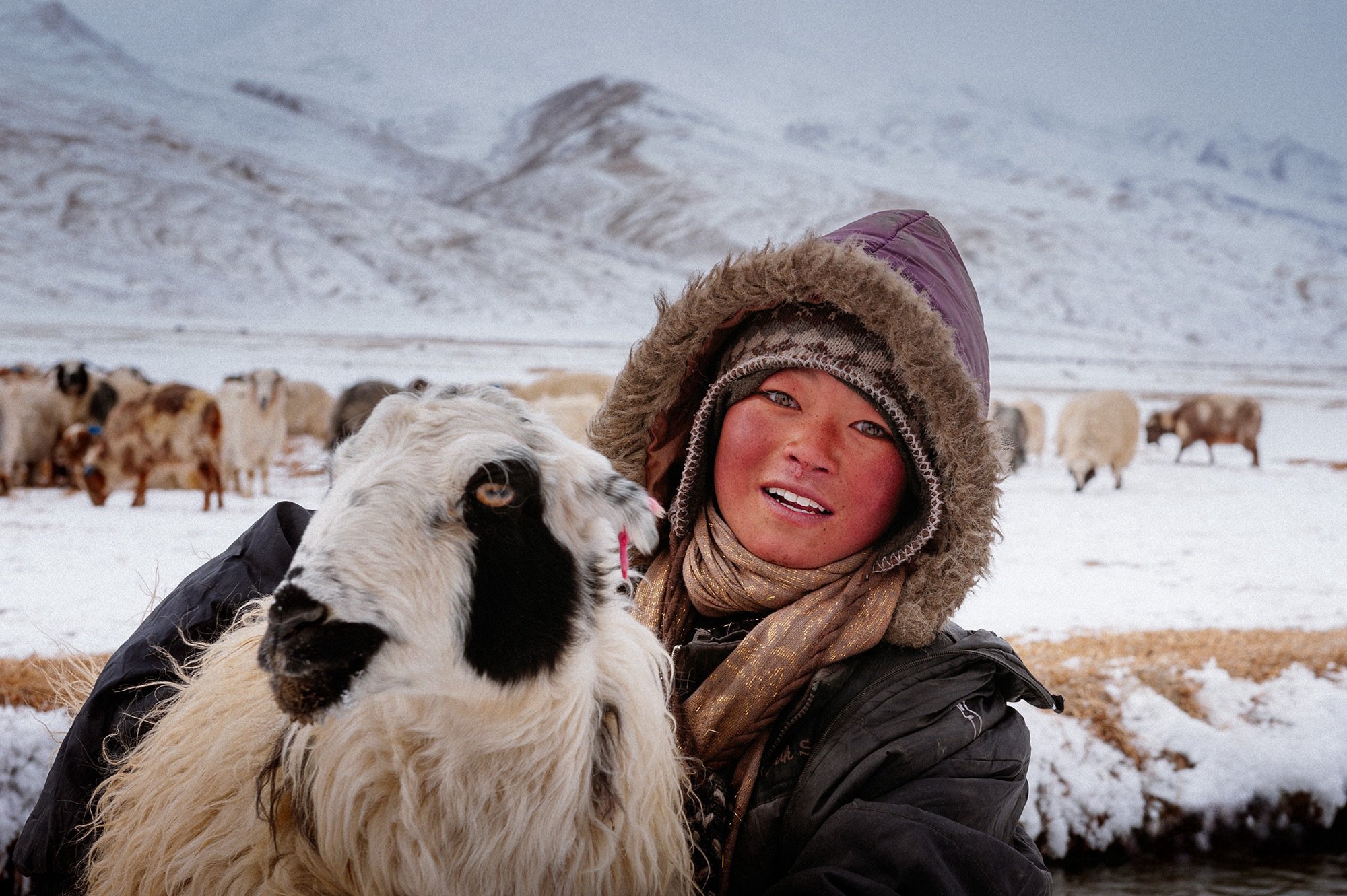Photo Story: Life of Changpa People – Semi-nomadic shepherds of Ladakh