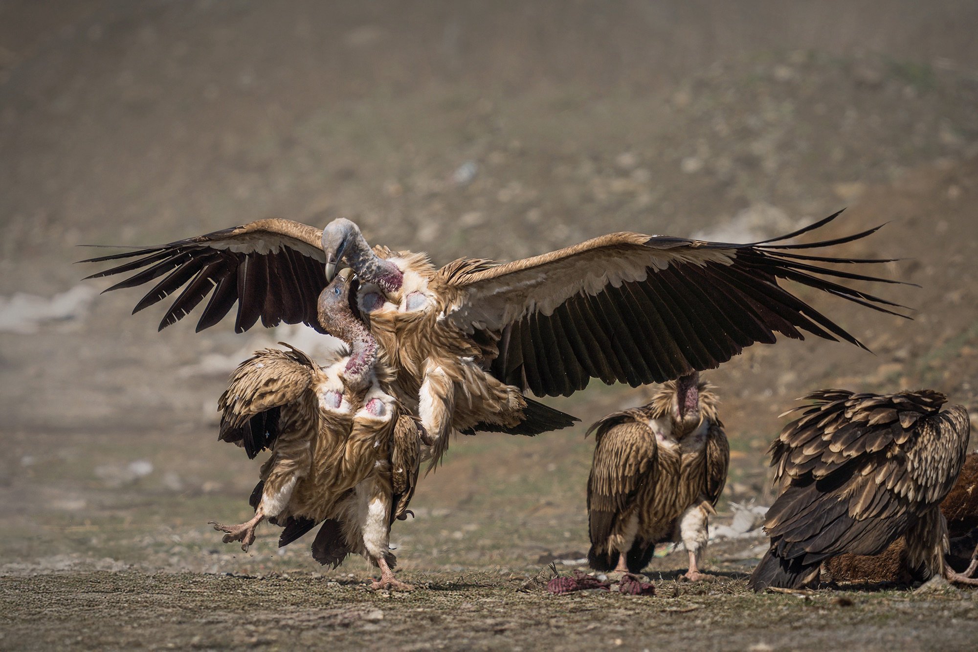 Griffon-Valture-Spiti-