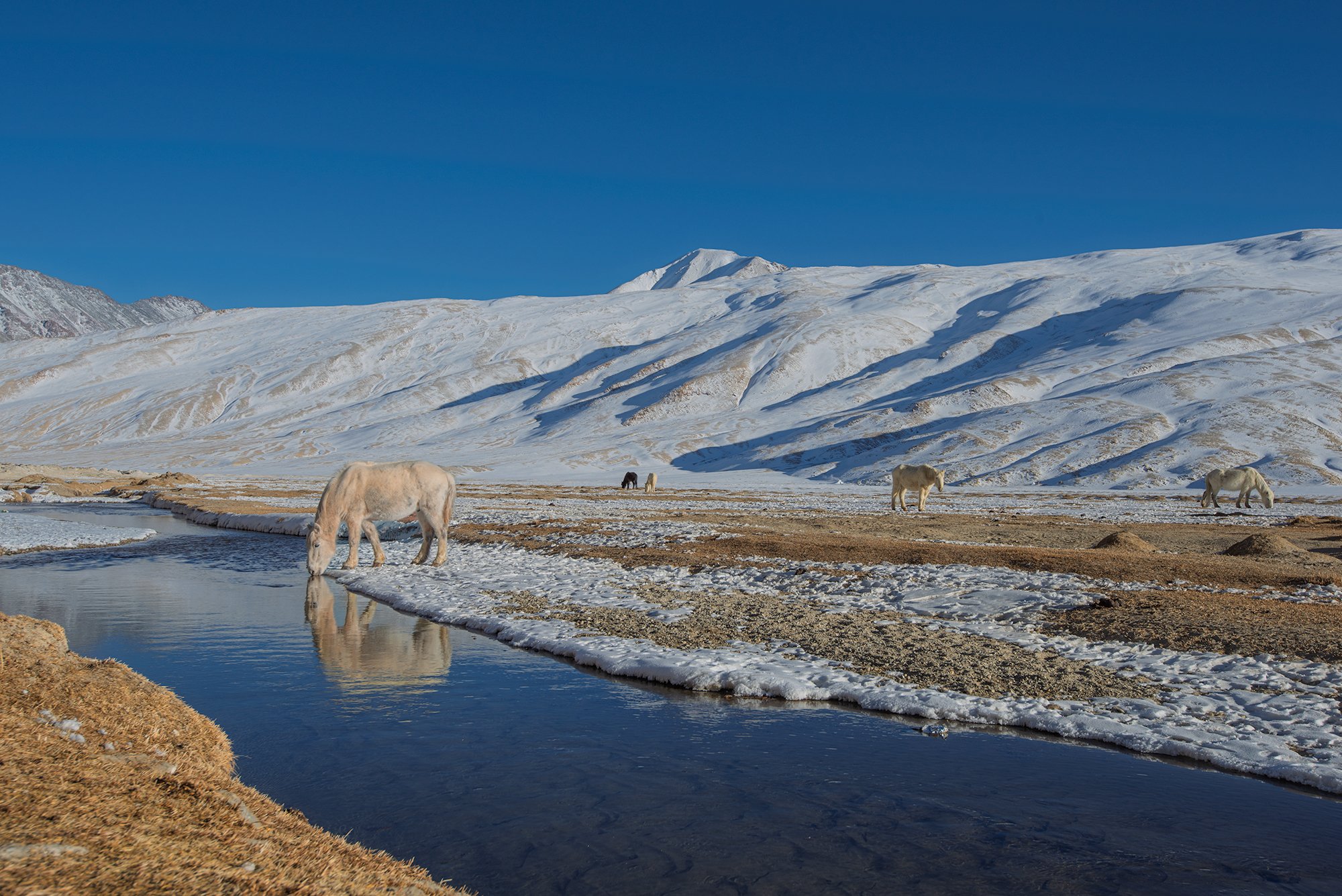 Horses In Winter Ladakh_DSC6743
