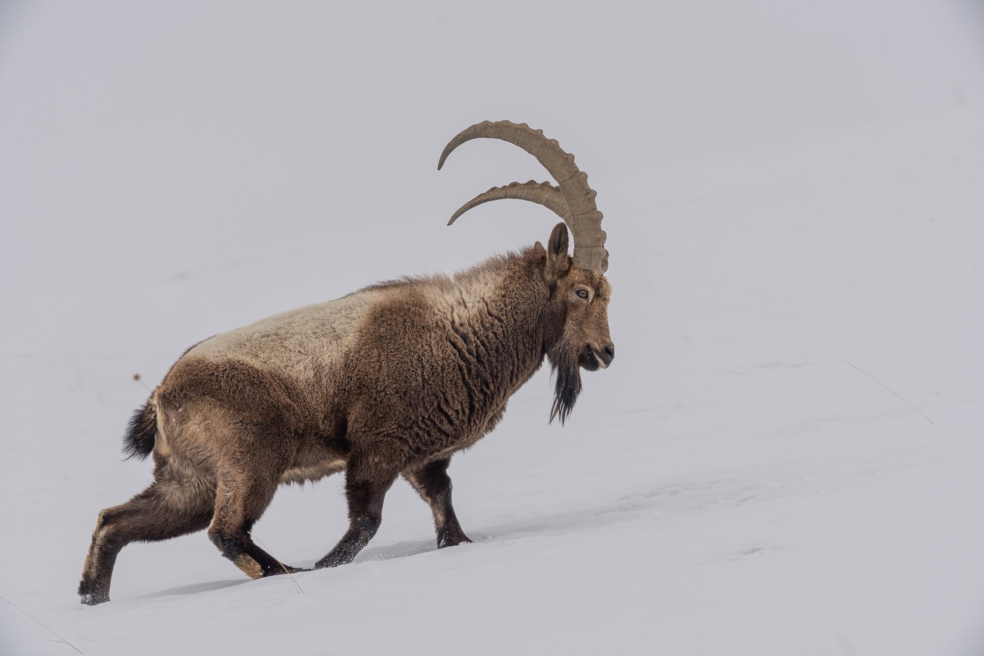 Ibex-Spiti-Valley-winter
