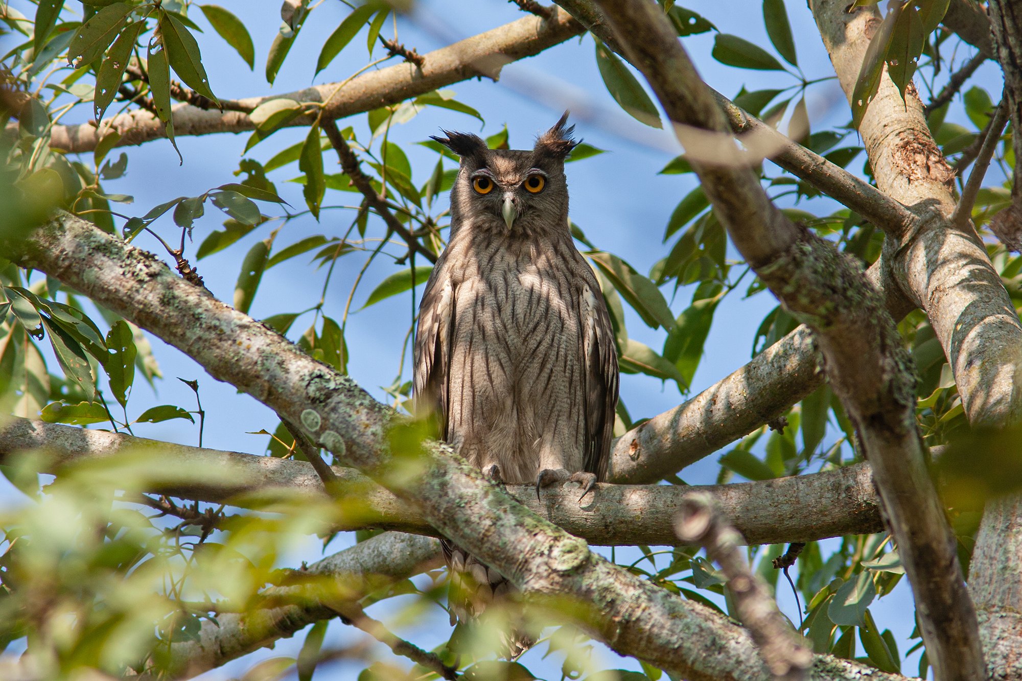 Kaziranga - Dusky Eagle Owl
