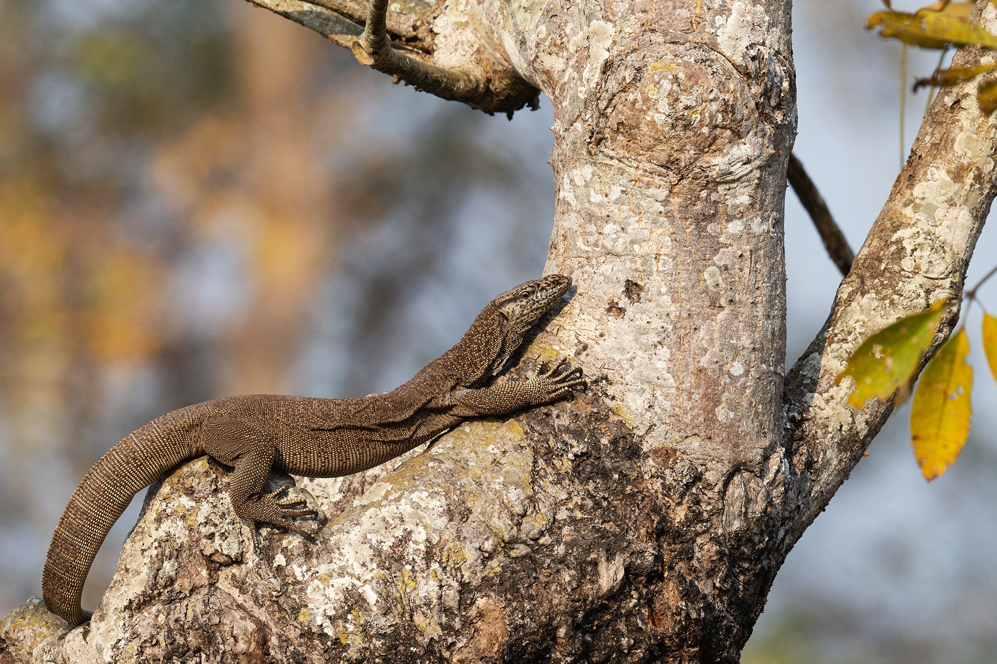 Kaziranga - Monitor Lizard