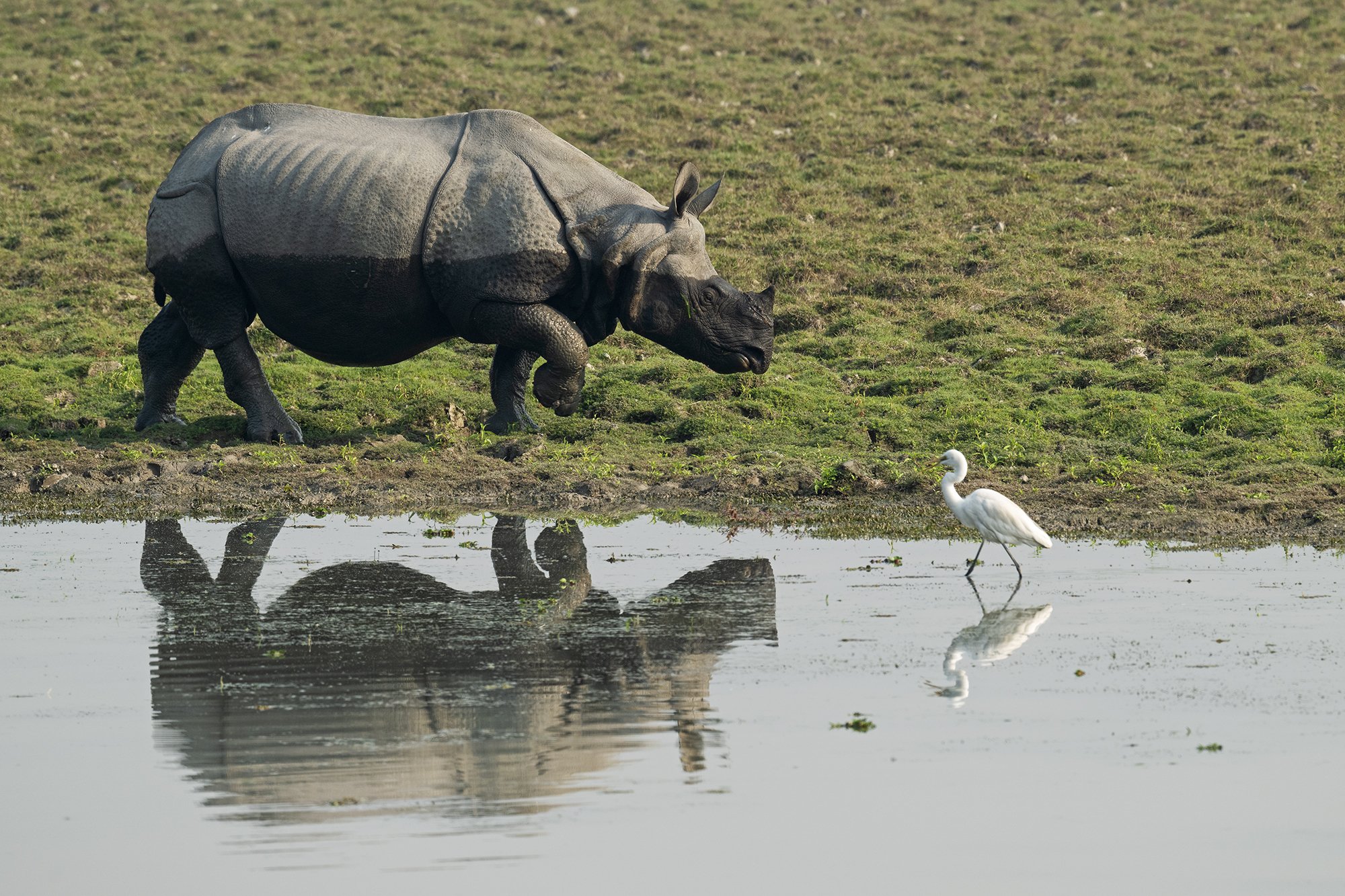Kaziranga - Rhino Reflection